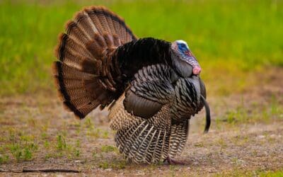 The Hidden Logistics Marvel Behind Your Thanksgiving Turkey